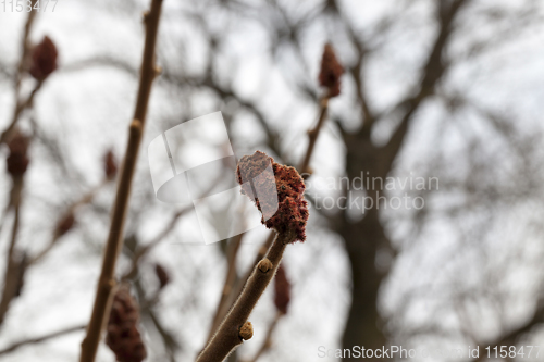 Image of red flowers on tree