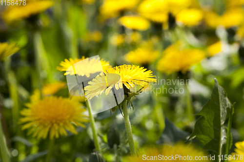 Image of yellow dandelion flowers