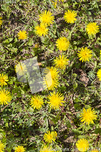 Image of beautiful yellow dandelion