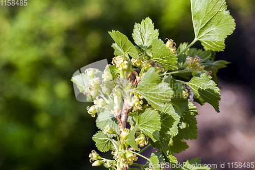 Image of currant shoots