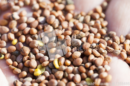 Image of lying in the hand seeds