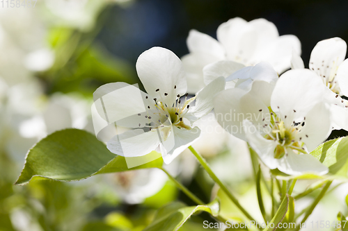 Image of pear flowers