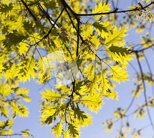 Image of young oak