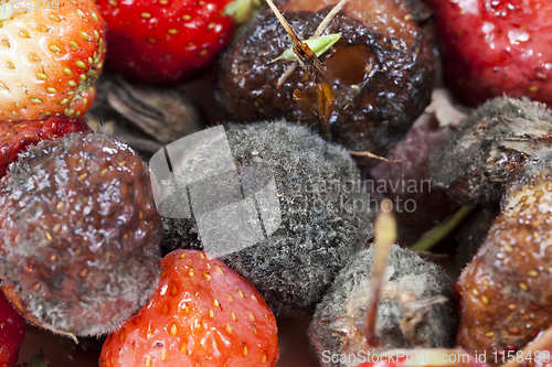 Image of red ripe strawberries