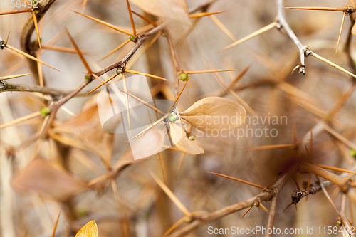 Image of branches of a plant