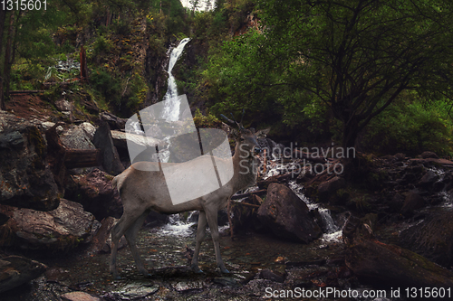 Image of Maral on the waterfall in Altai Mountains