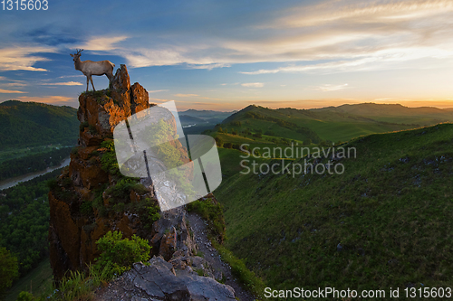 Image of Maral on beauty dawn on the peak