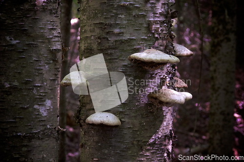 Image of medicinal polypore mushrooms growing on yellow birch tree in new