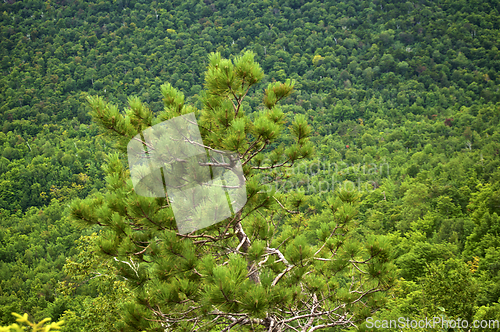 Image of scotch pine in foreground with tree covered mountain behind