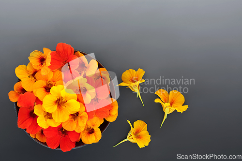 Image of Nasturtium Flowers for Natural Herbal Medicine and Decoration