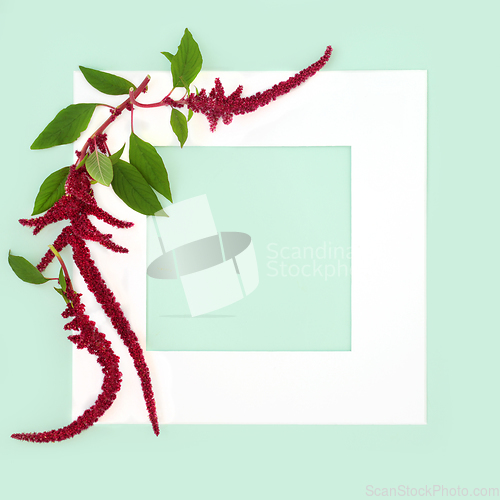 Image of Amaranthus Plant and Red Flower Background Border