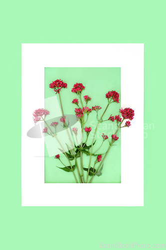 Image of Red Valerian Herb Plant Background Border