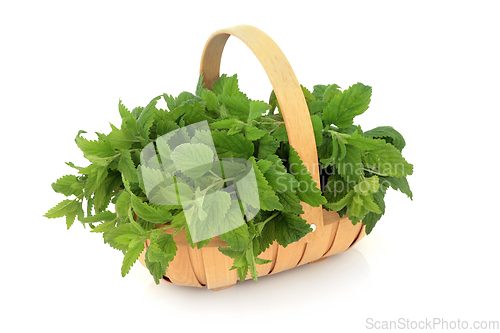 Image of Lemon Balm Herb in a Wooden Garden Basket