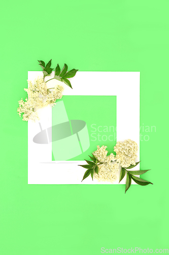 Image of Elder Flower Plant Medicine Background Border 