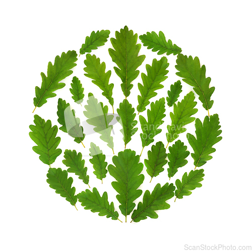 Image of Oak Tree Leaf Abstract Eco Friendly Logo