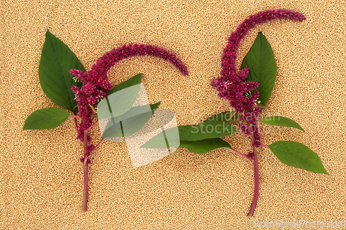 Image of Amaranthus Plants and Seeds Background