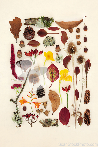 Image of Autumn Nature Study with Leaves Flowers and Fruit