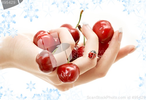 Image of hand full of red cherries