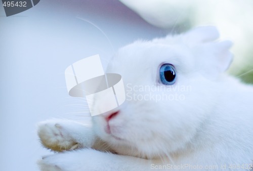 Image of white bunny