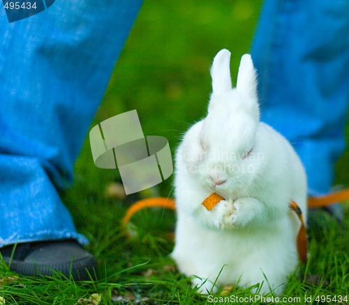 Image of banny on green grass