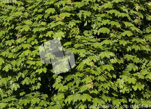 Image of dense foliage of maple green