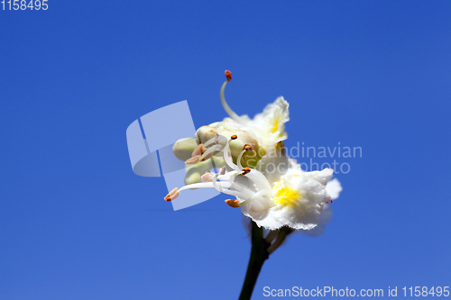 Image of one chestnut flower
