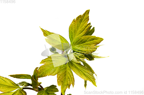 Image of green foliage