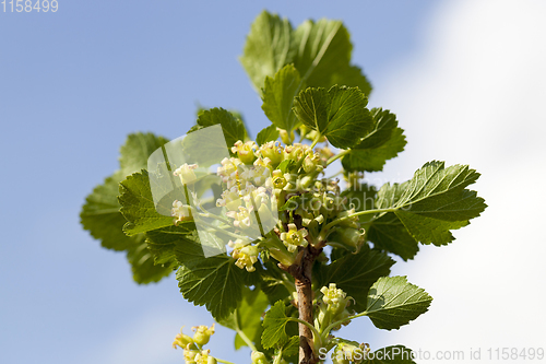 Image of currant green flowers