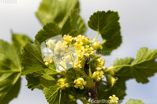 Image of young currant