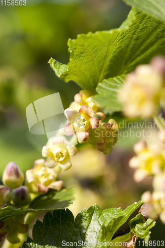 Image of beautiful young currant
