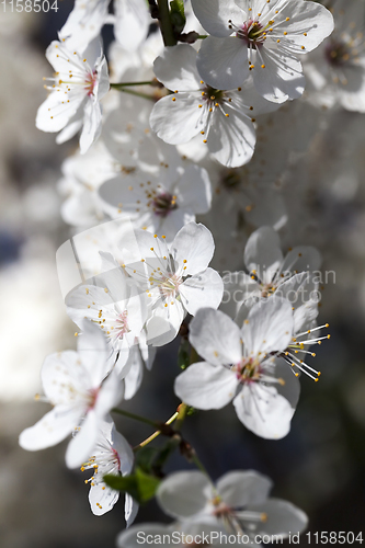 Image of cherry blossoms