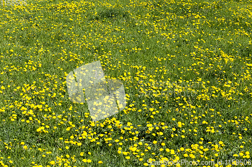 Image of green grass