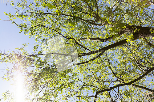 Image of sunlit deciduous tree