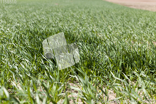 Image of agricultural field