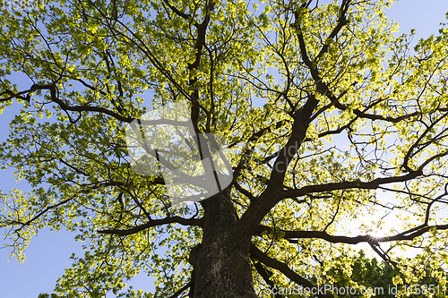 Image of fresh oak