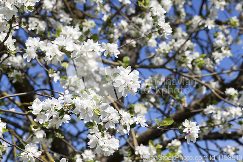 Image of blooming apple tree