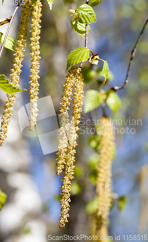 Image of green birch earrings