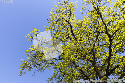 Image of one deciduous tree