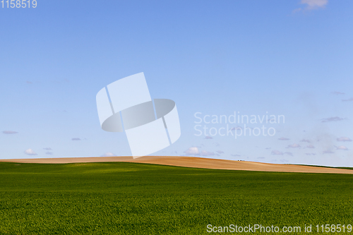 Image of field of green cereal