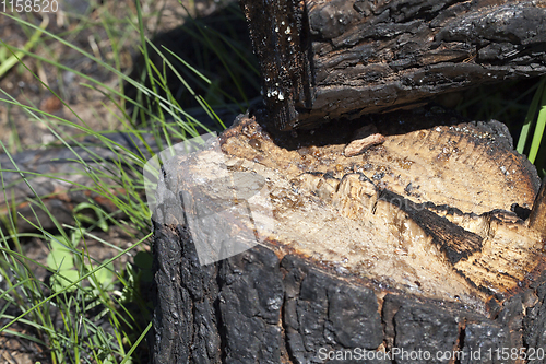 Image of pine tree after it burned