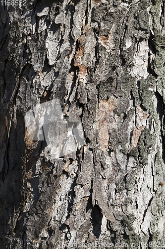 Image of beautiful cracked bark