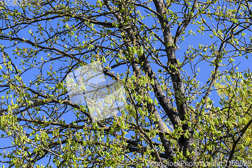 Image of green foliage