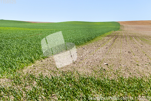 Image of the agricultural field