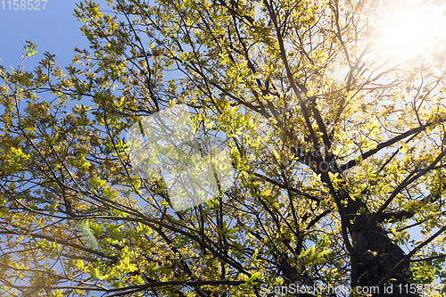 Image of young oak