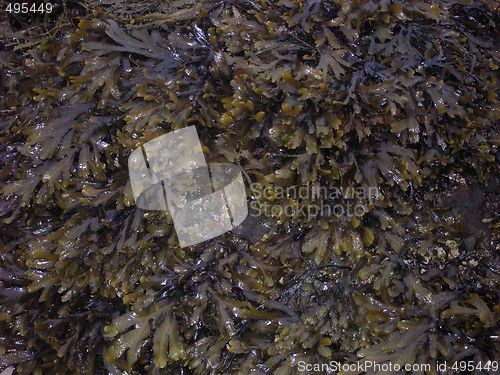 Image of seaweed