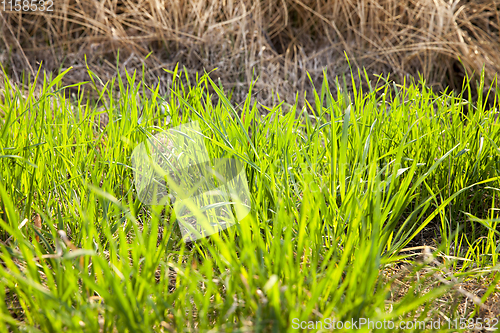 Image of young green cereals