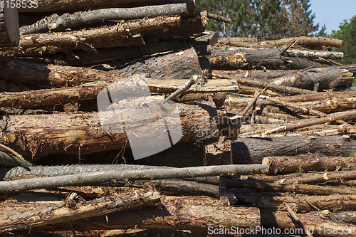 Image of trunks of pine trees