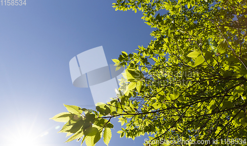 Image of sunlit deciduous trees