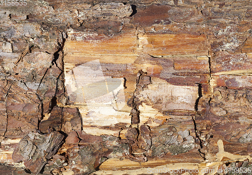 Image of trunk and bark of pine