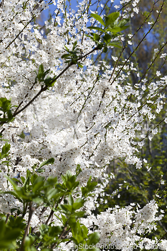 Image of cherry blossoms